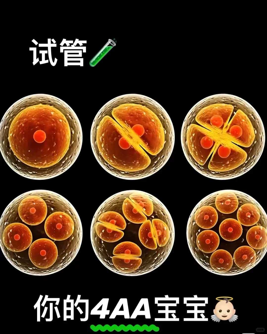 借卵代孕包生男孩_私立试管代孕,试管移植4AA囊胚着床时间