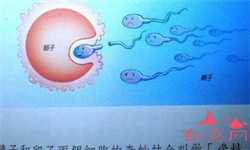 在佛山市妇幼保健院做试管婴儿可以选胚胎性别吗？